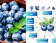 Wellhealthorganic Blueberries